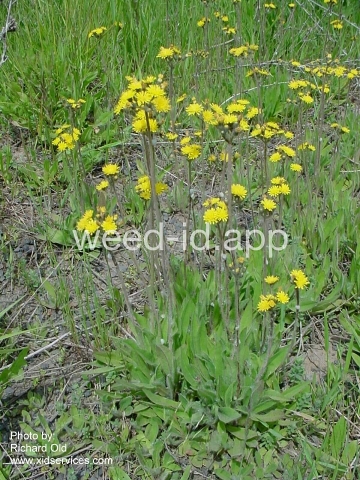hawkweed, yellow